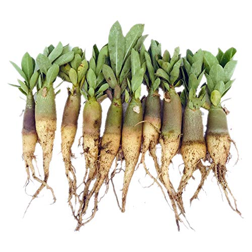 Adenium Arabicum seedlings set of 20 plants