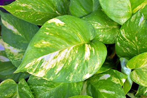 hindi name of money plant Money Plant – Indian Gardens
