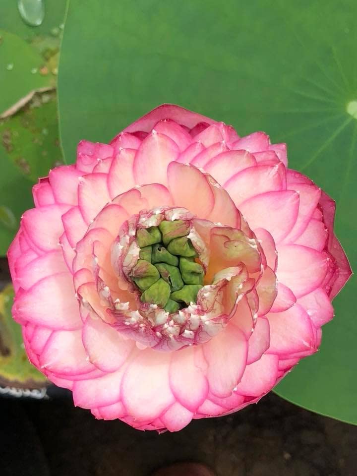 Miracle Lotus ( code 57 )