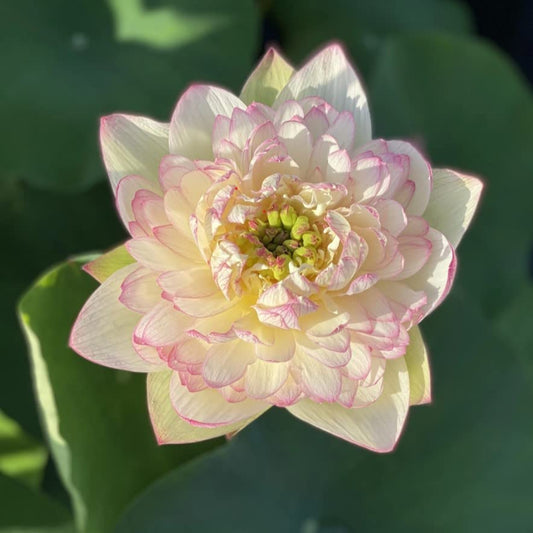 Super Lotus ( code 5 )