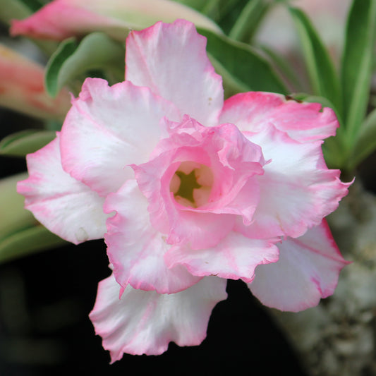Grafted Adenium Code : 5