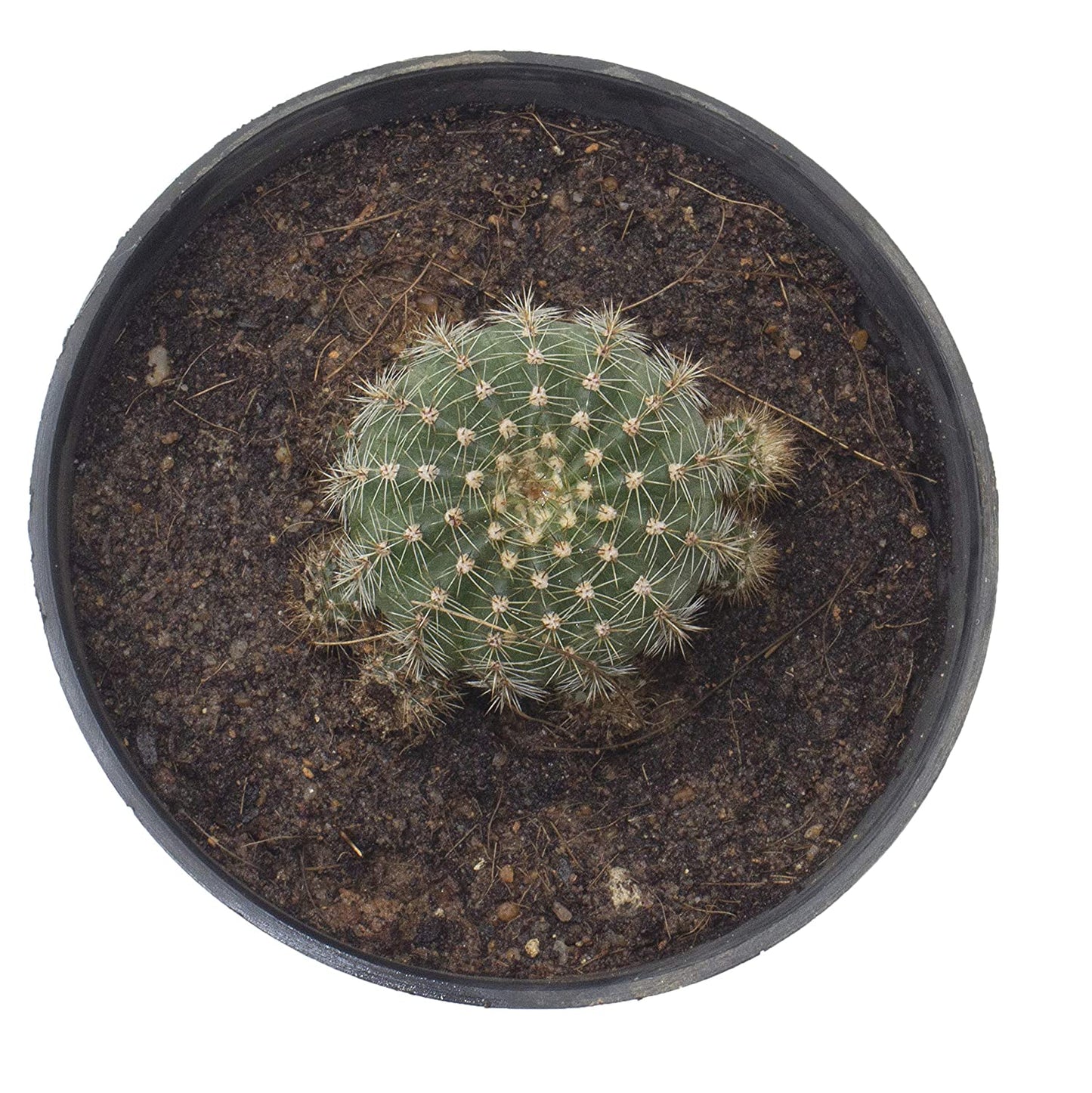 Rebutia Red Cactus