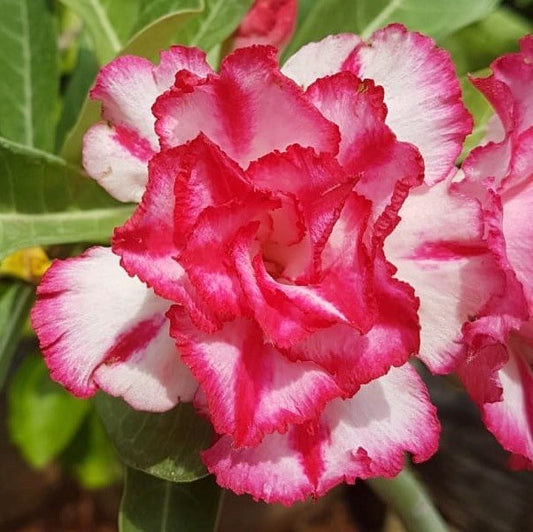 Grafted Adenium Code : 60