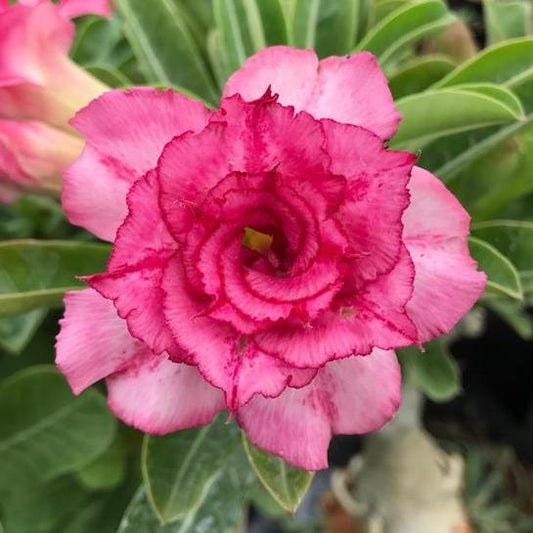 Grafted Adenium Code : 61