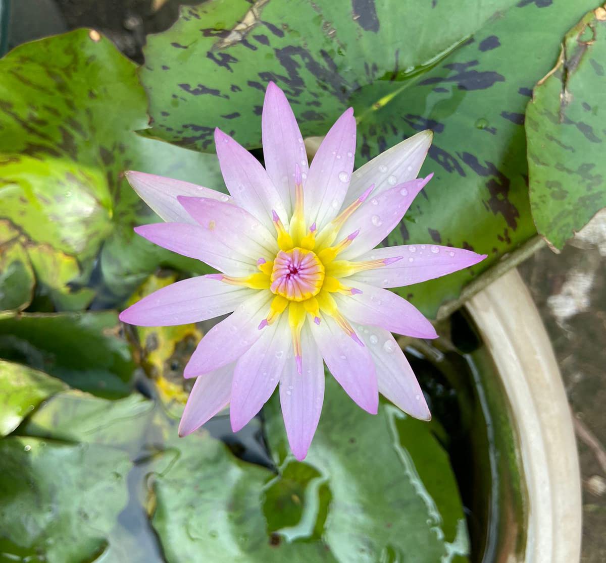 Waterlily ( Light Pink ) ( Code 11 )