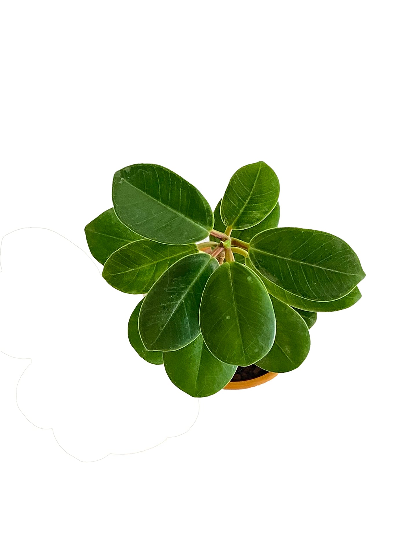 All indoor plants (Ficus)