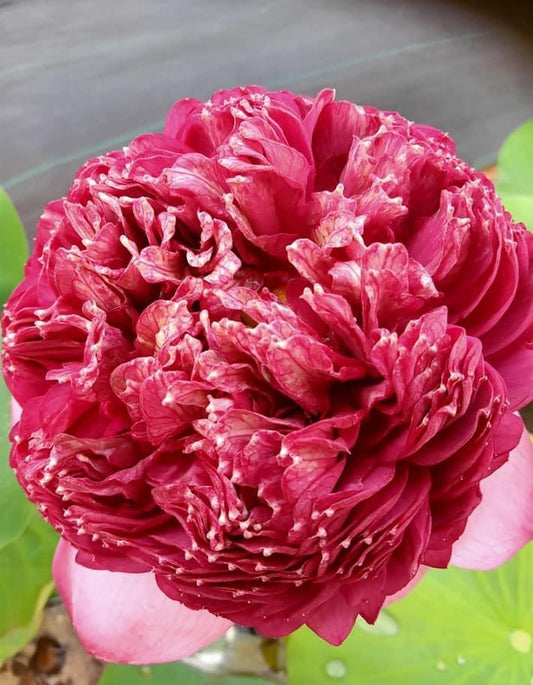 Thammo Lotus ( code 59 )