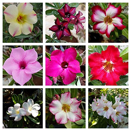 Adenium seedlings (Pack of 5)