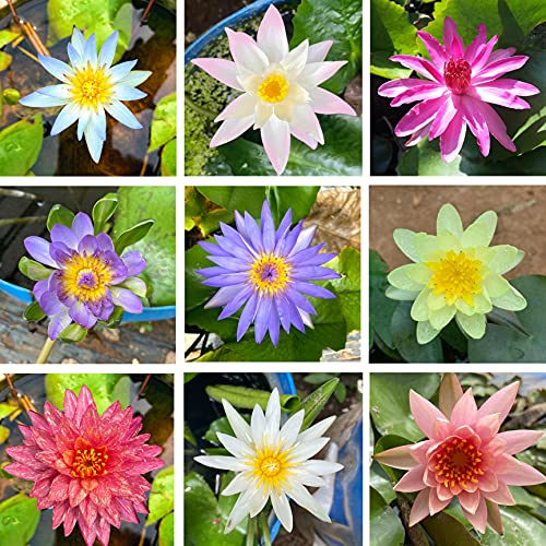 Waterlily (Set Of 3) ANY Three different Colour