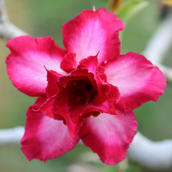 Grafted Adenium Code : 62