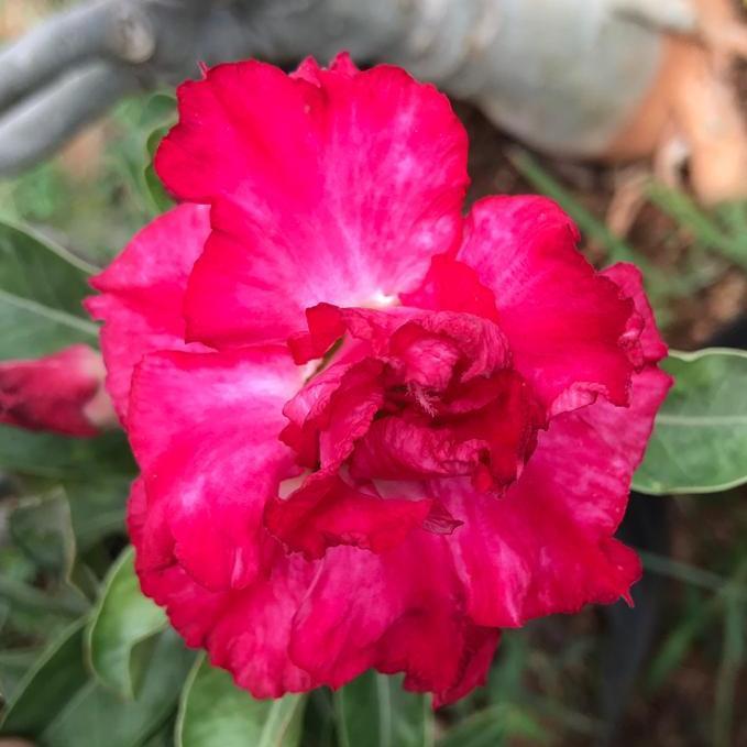 Grafted Adenium Code : 63