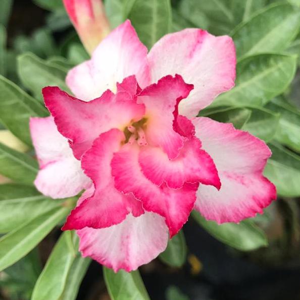 Grafted Adenium Code : 65