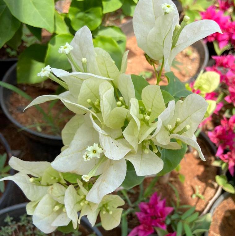 Bougainvillea (white)