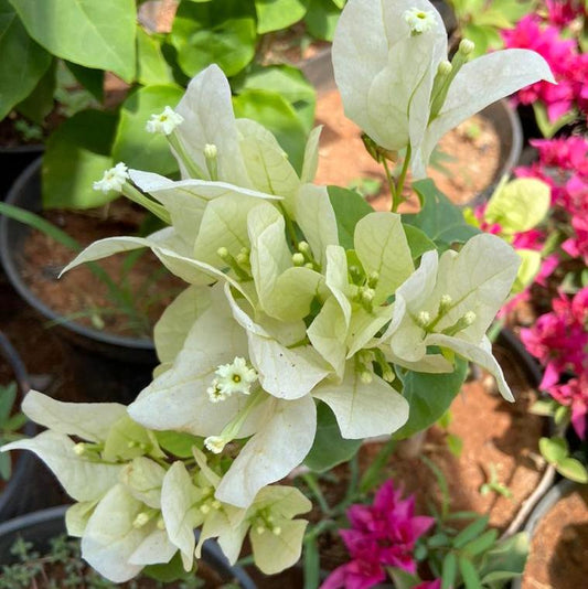 Bougainvillea (white)