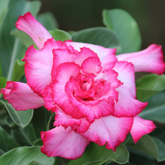 Grafted Adenium Code : 70