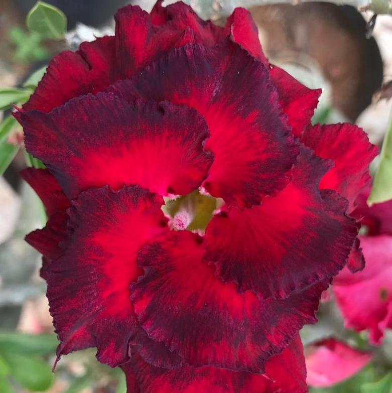 Grafted Adenium Code : 71