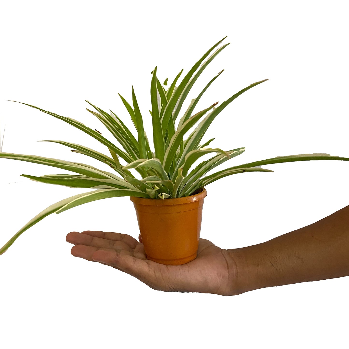 All indoor plants (Spider Plant)