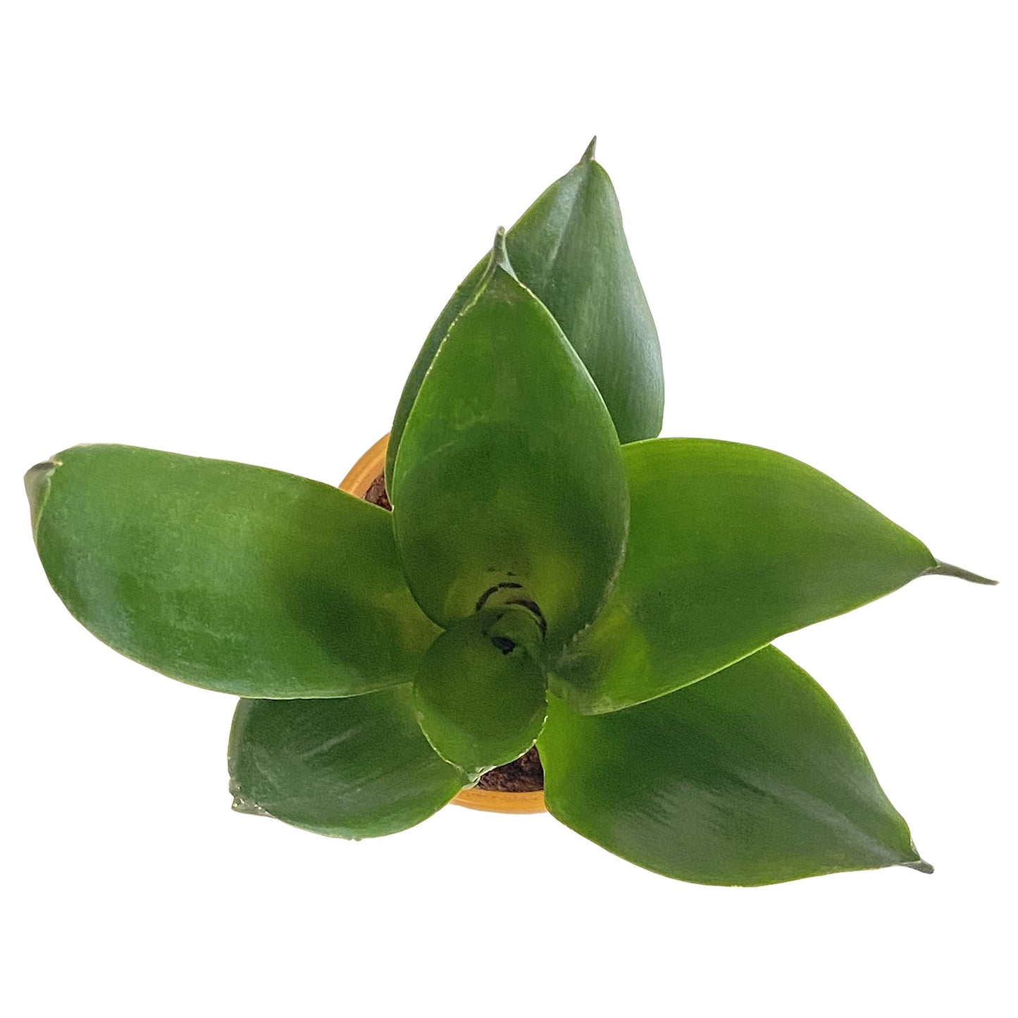 All indoor plants (Sansevieria Green)