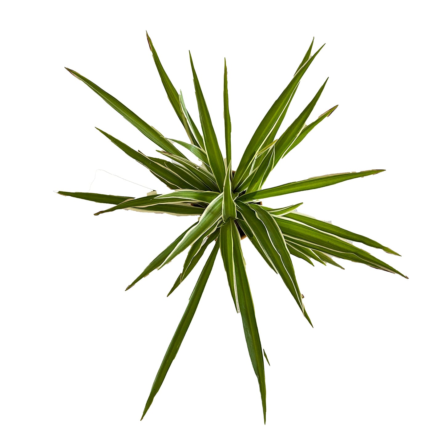All indoor plants (Spider Plant)