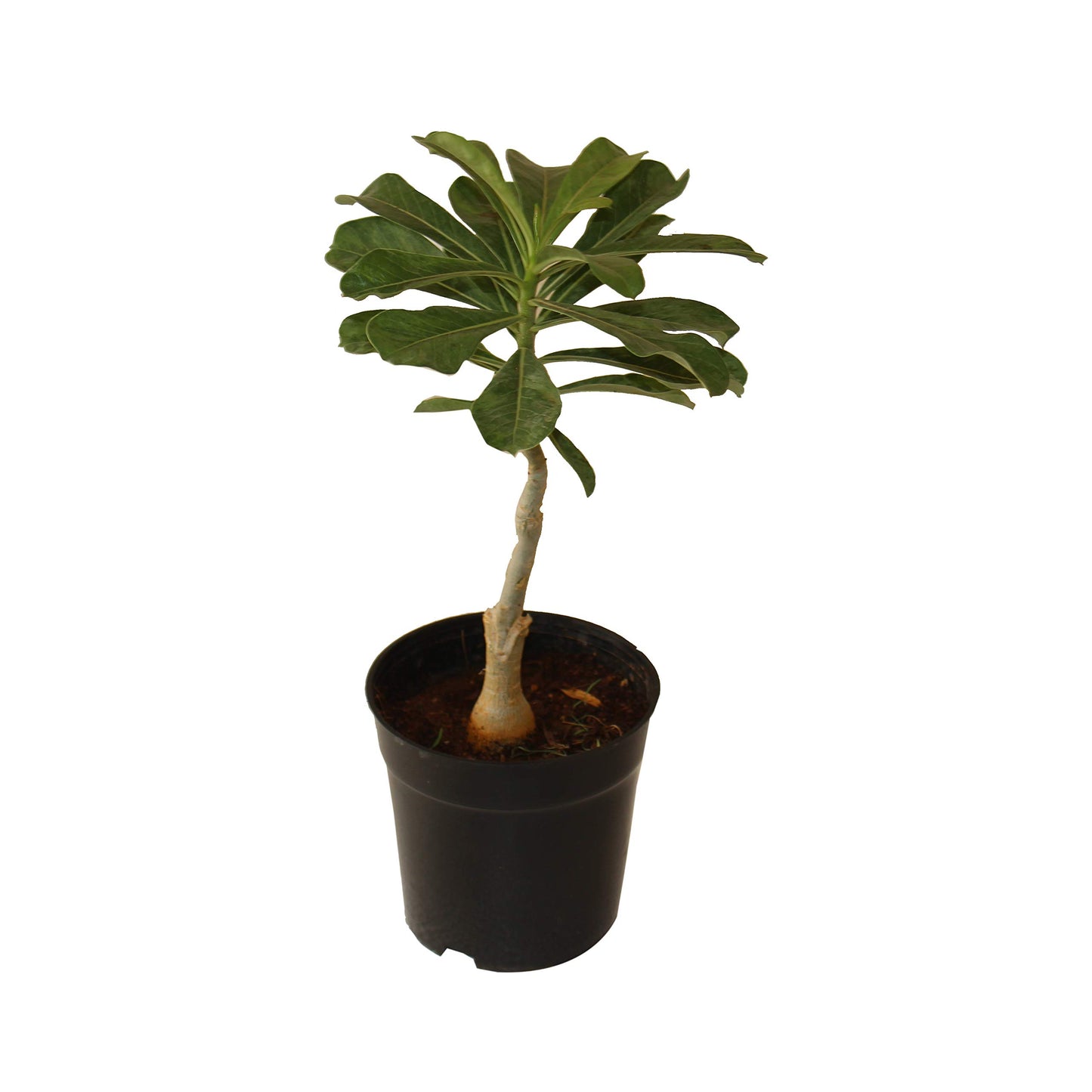 Adenium Bonsai plant