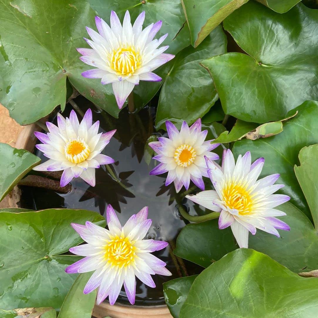 Waterlily ( Purple Joy ) ( Code 10 )
