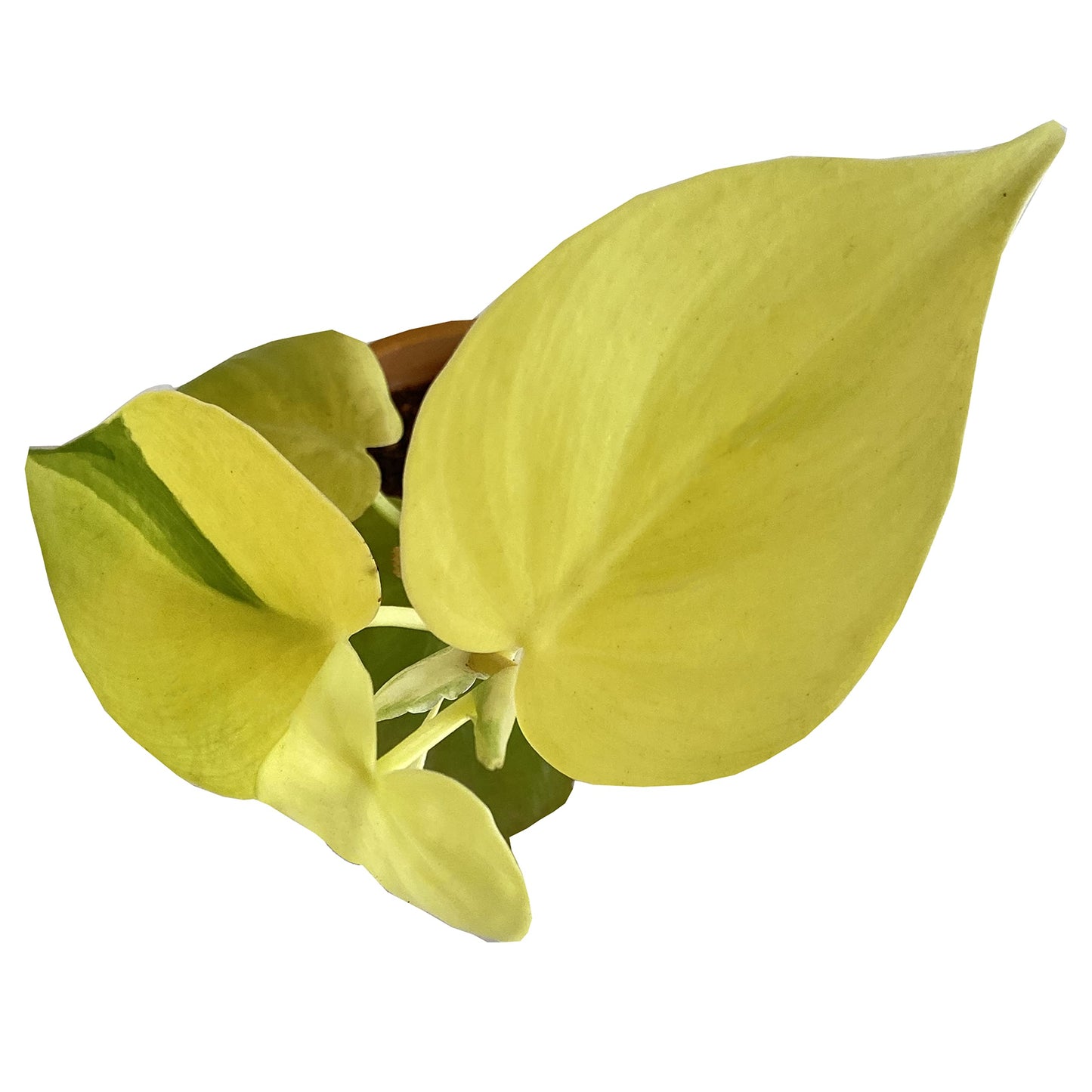 All indoor plants ( Golden Money Plant)