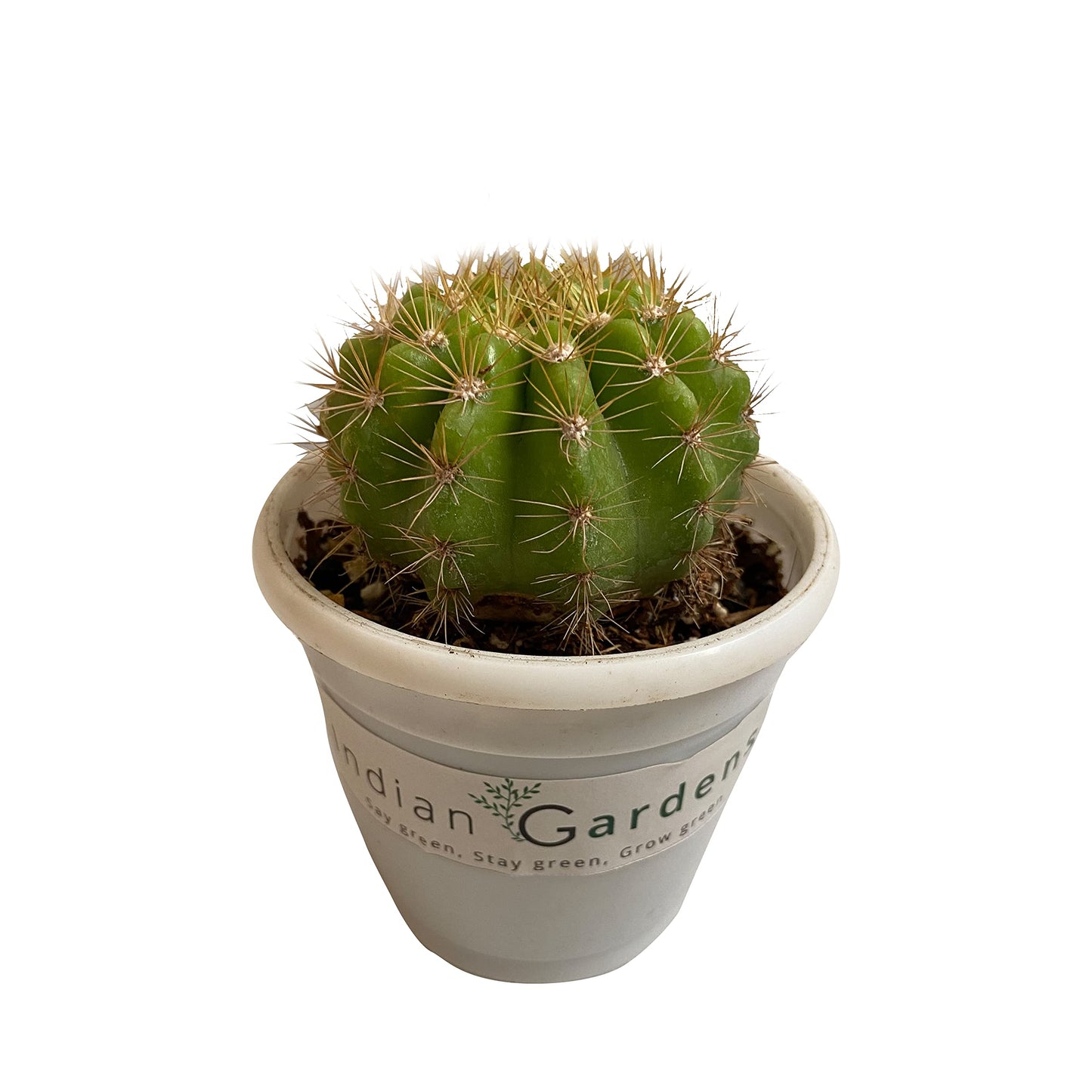 Calochlora Cactus