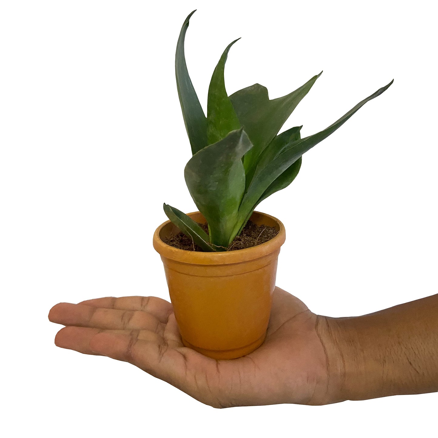 All indoor plants (Sansevieria Green)