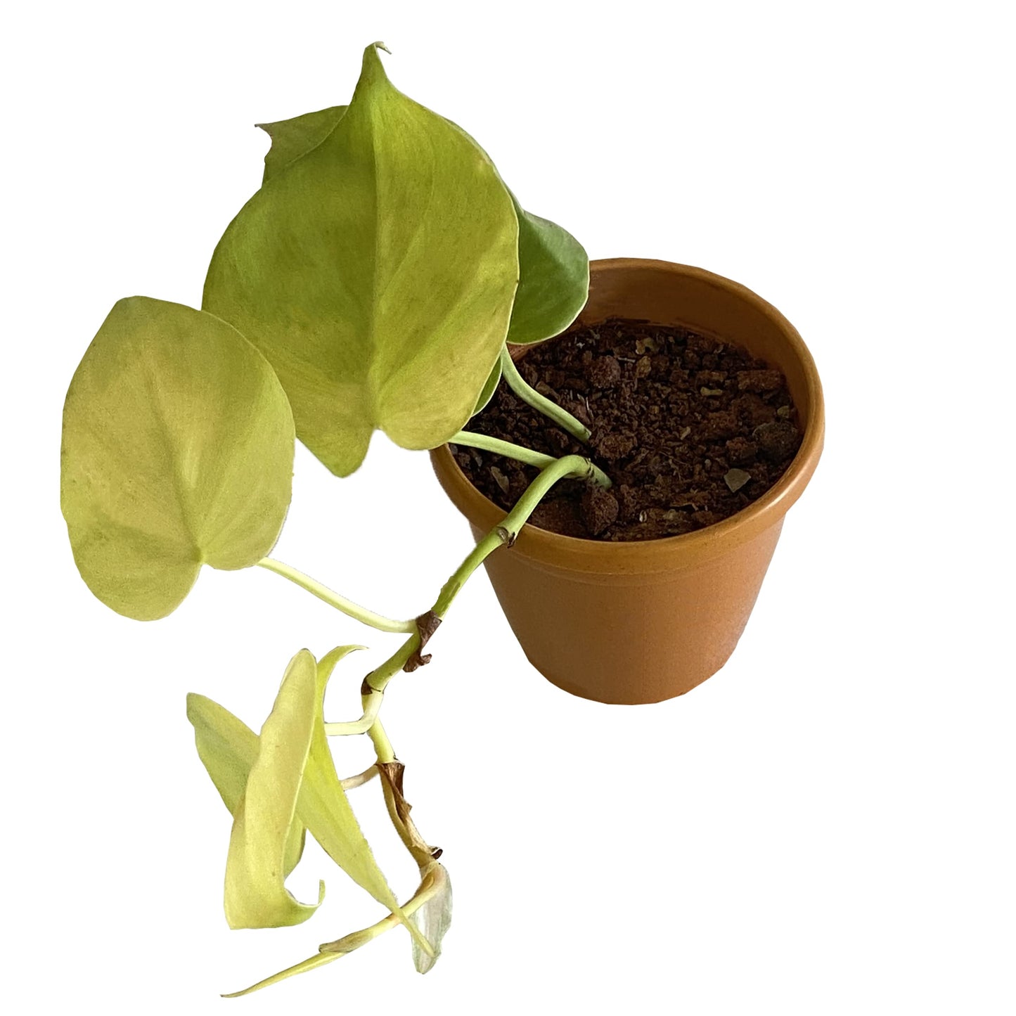 All indoor plants ( Golden Money Plant)