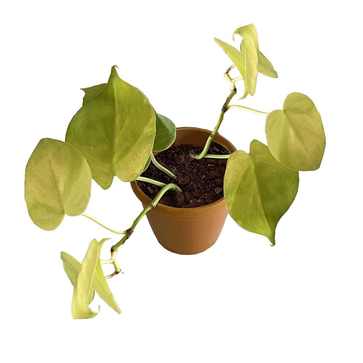 All indoor plants ( Golden Money Plant)