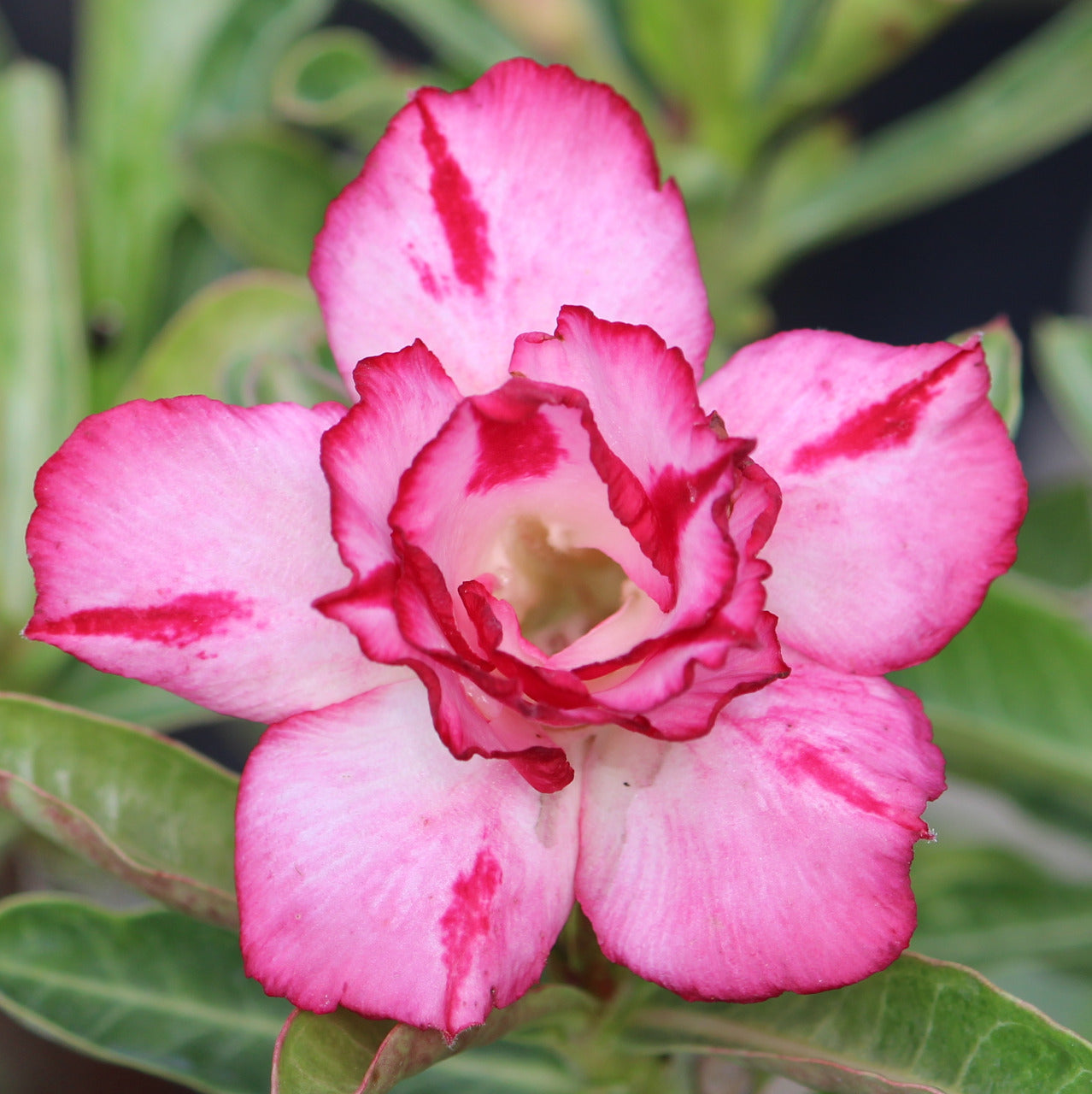 Grafted Adenium Code : 7