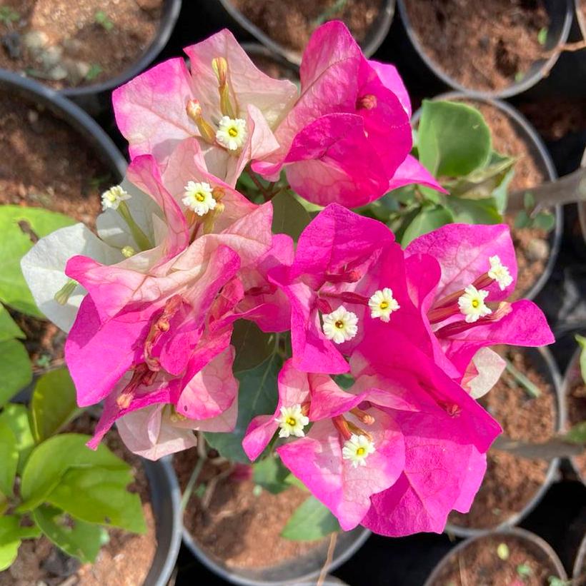 Bougainvillea ( Pink )