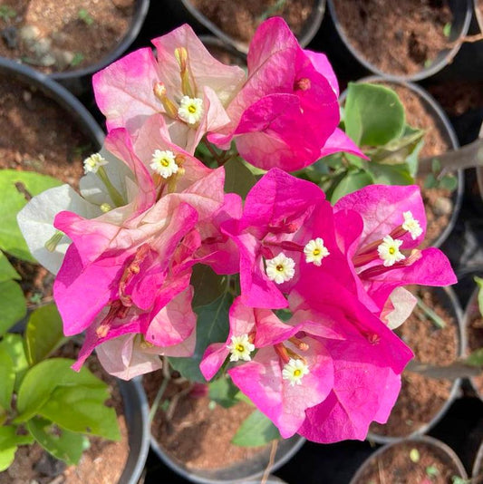 Bougainvillea ( Pink )