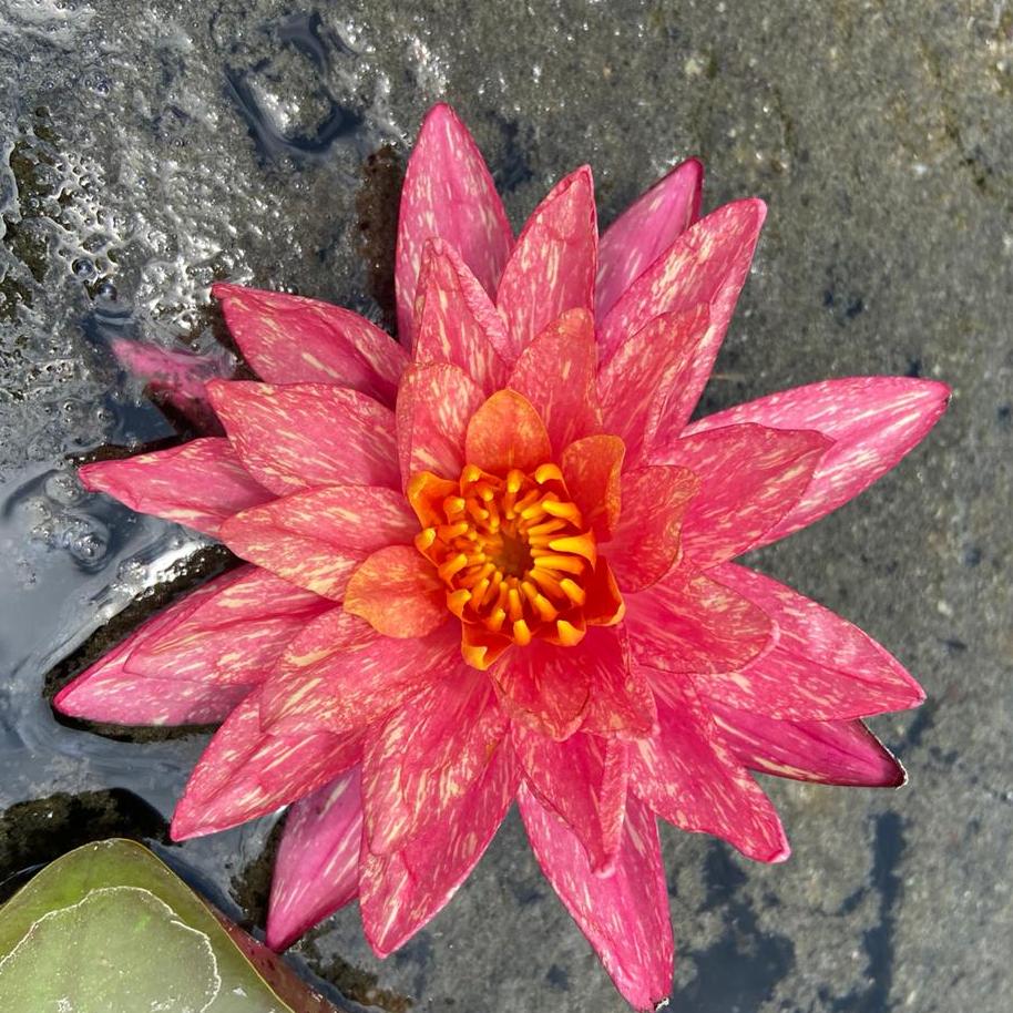 Waterlily ( Orange with White ) ( Code 5 )