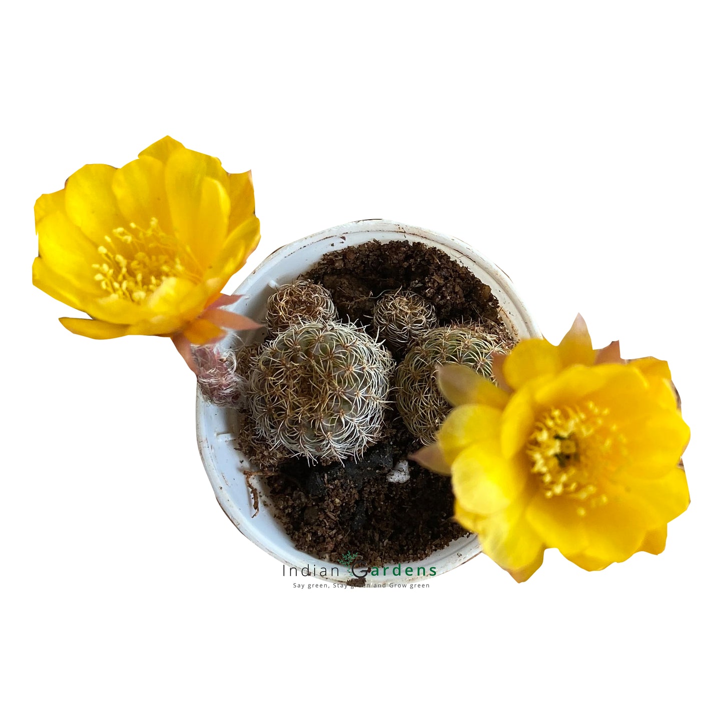Rebutia yellow Cactus