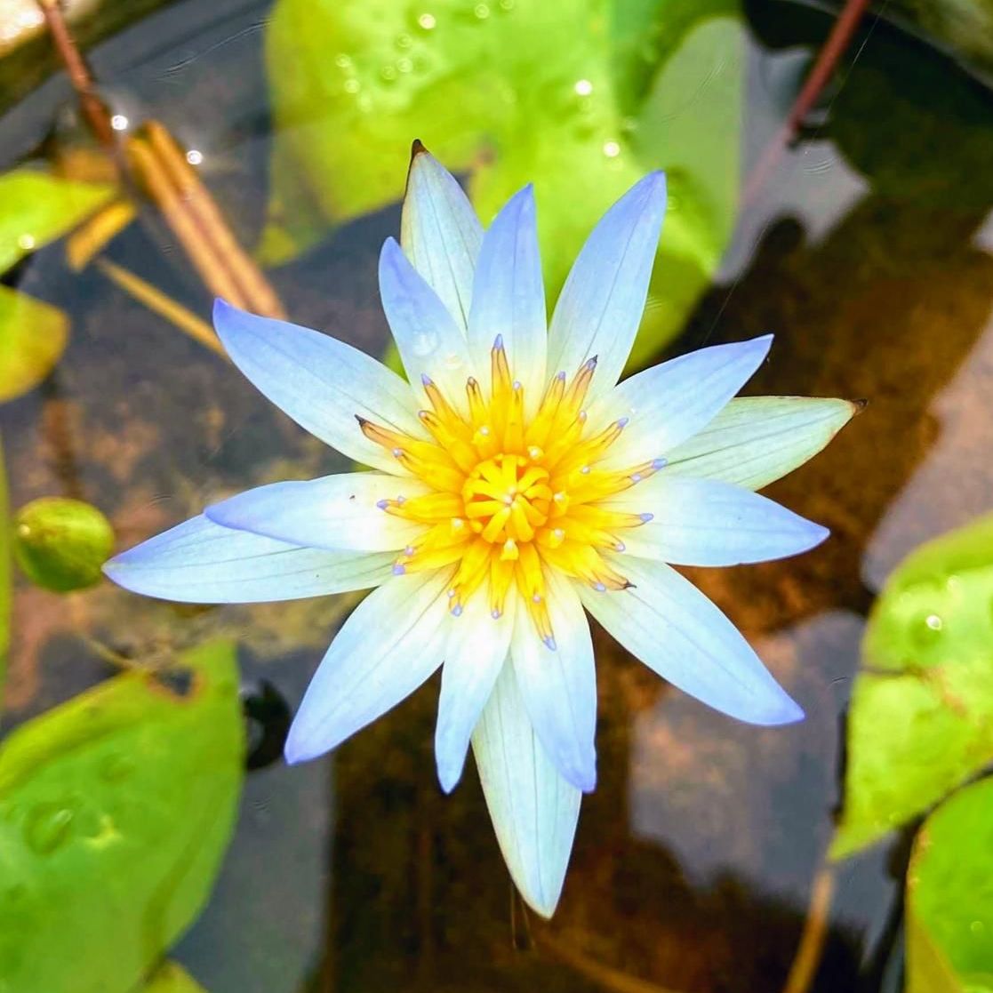 Waterlily ( Blue White ) ( Code 4 )