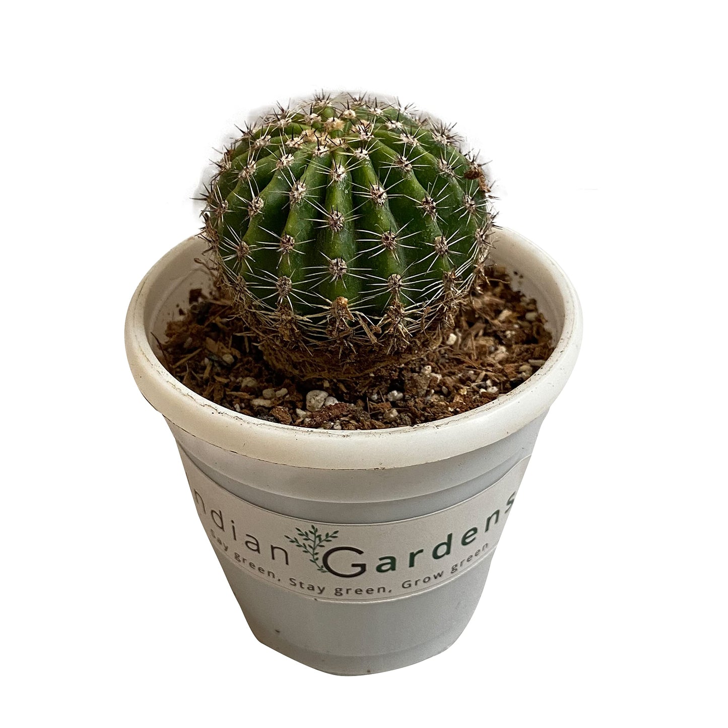 Bruchii Cactus