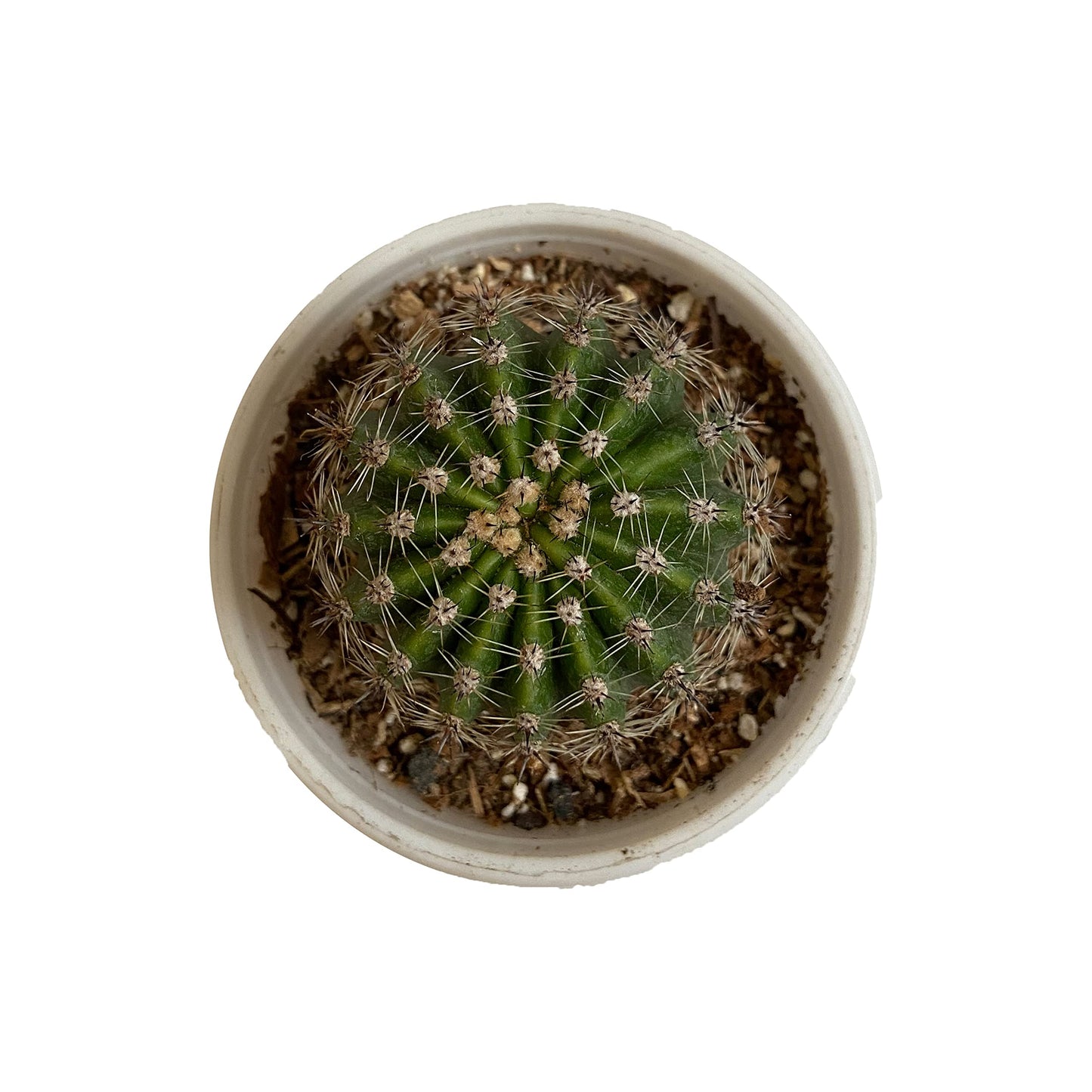 Bruchii Cactus