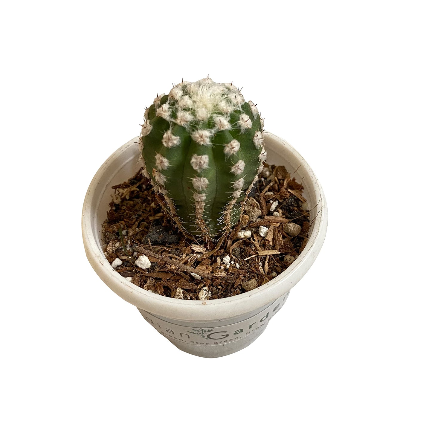Echinopsis Cactus