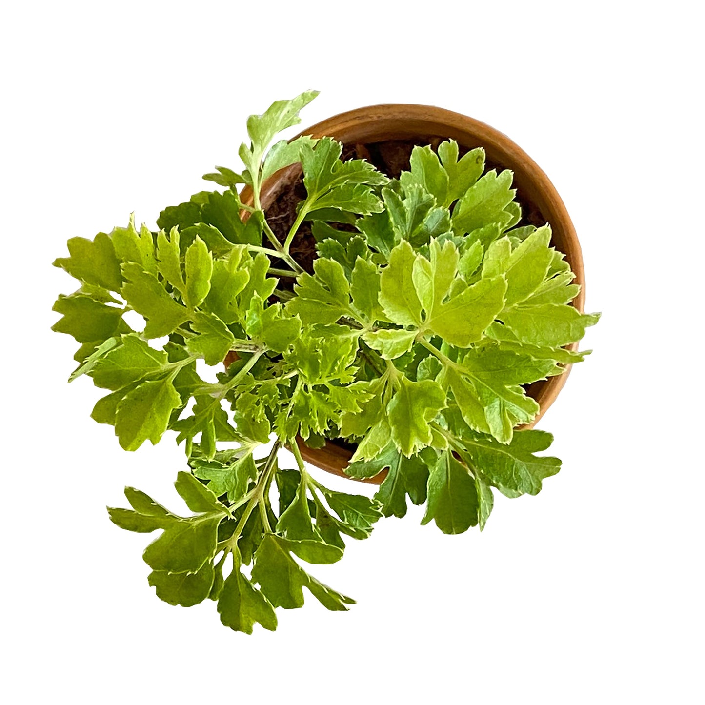 All indoor plants (Aralia)