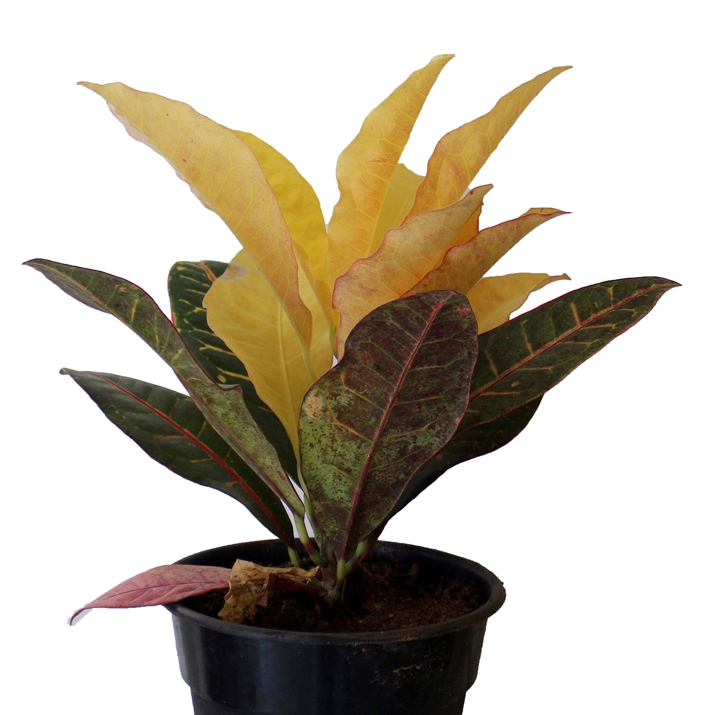 All  Indoor Plant (Petra)