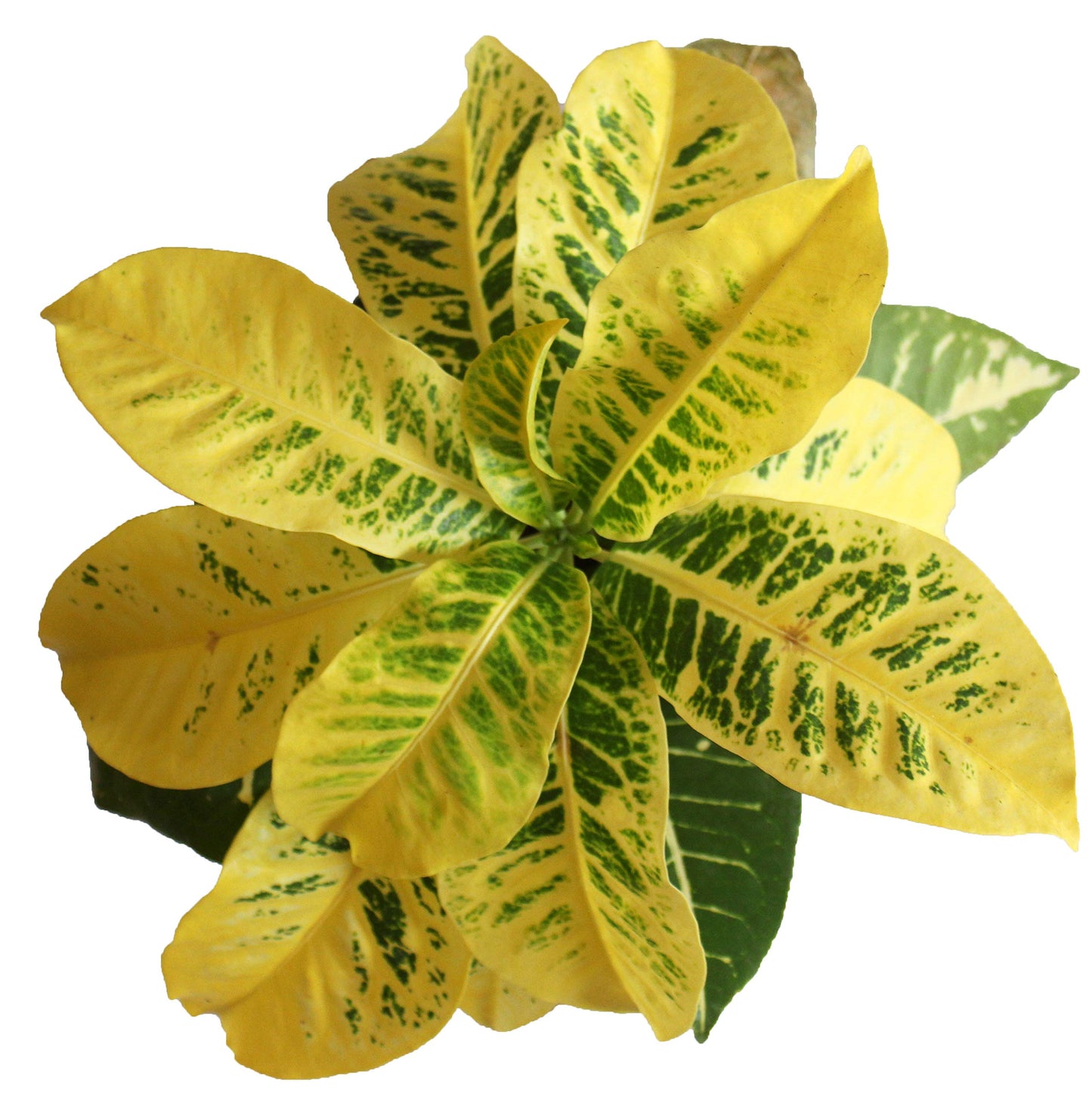 All  Indoor Plant (Petra)