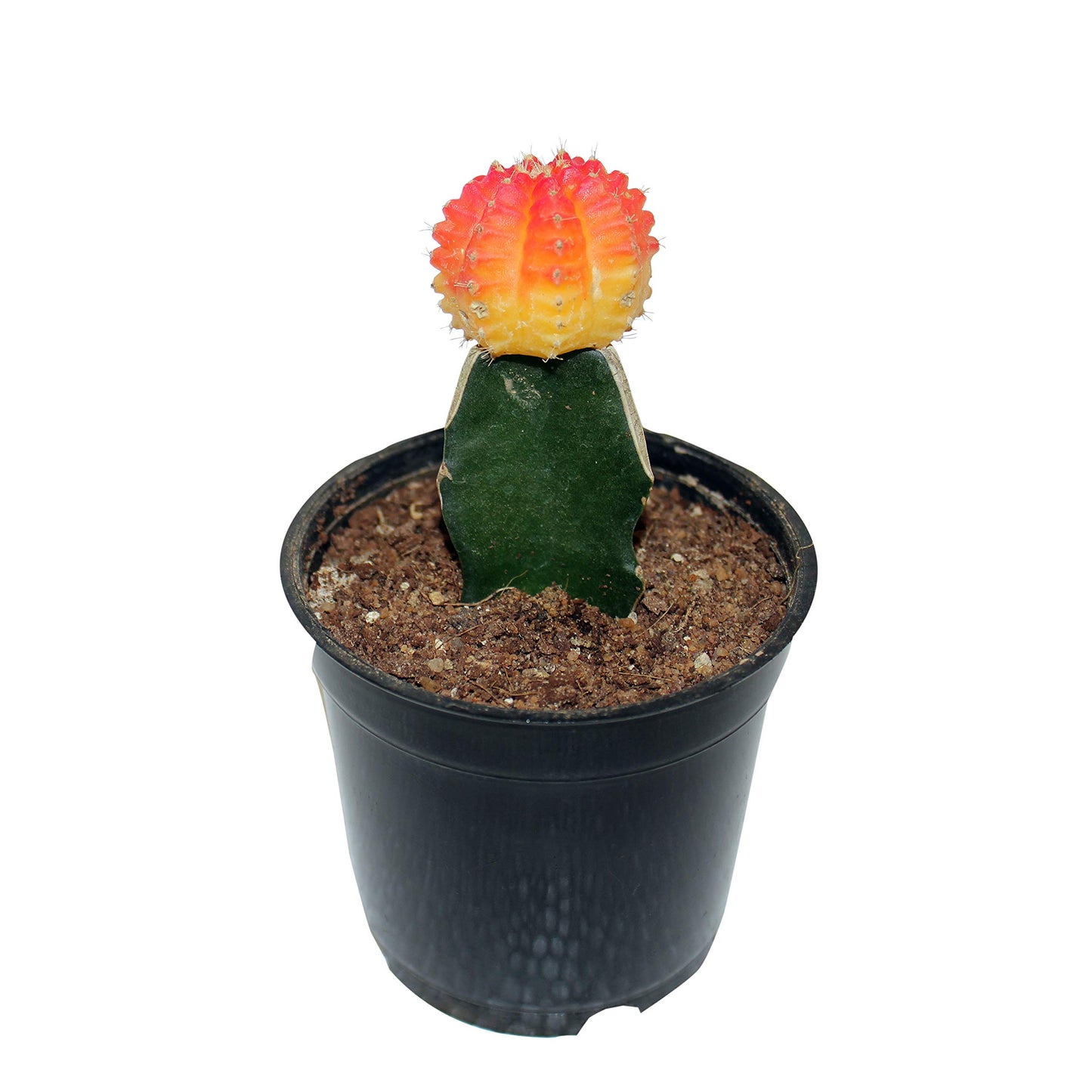 Orange Yellow Moon Cactus