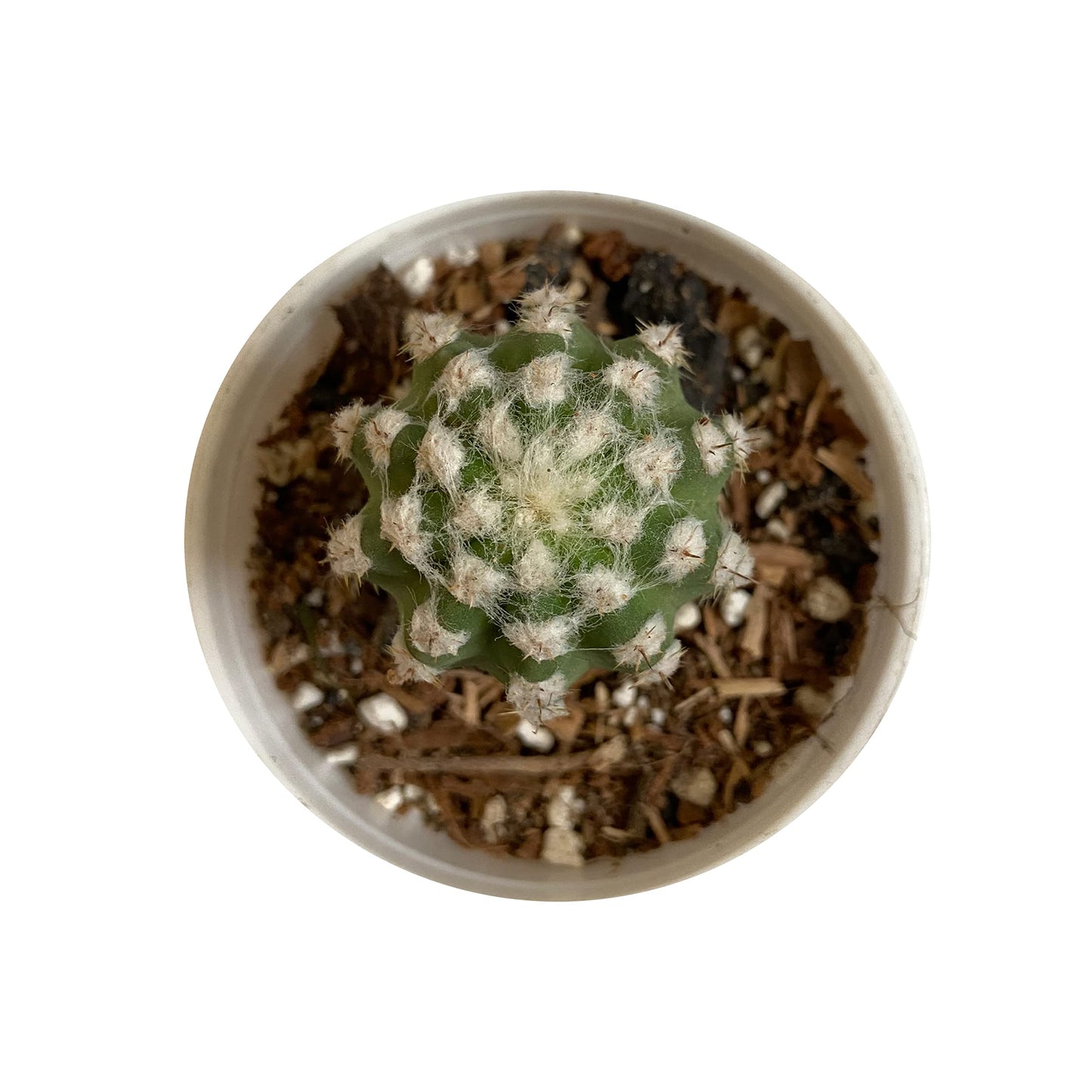 Echinopsis Cactus