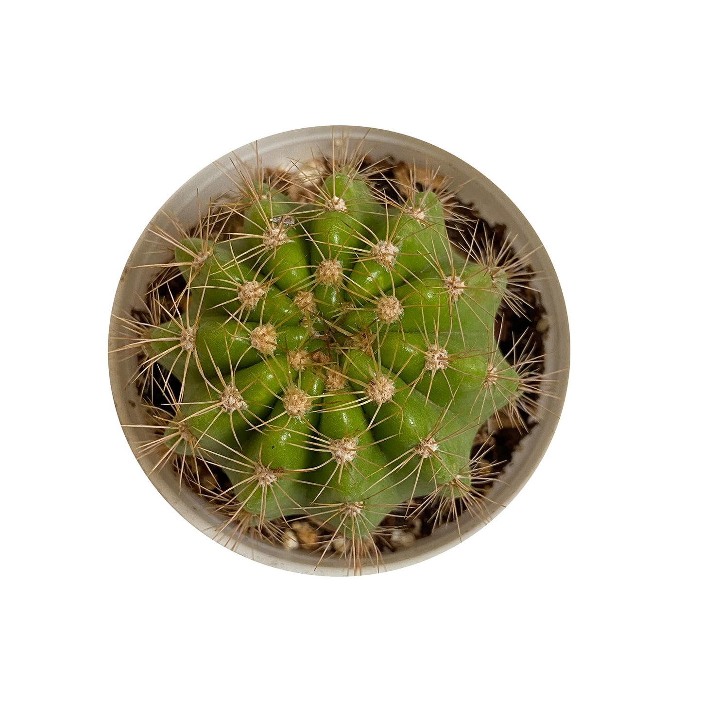 Calochlora Cactus