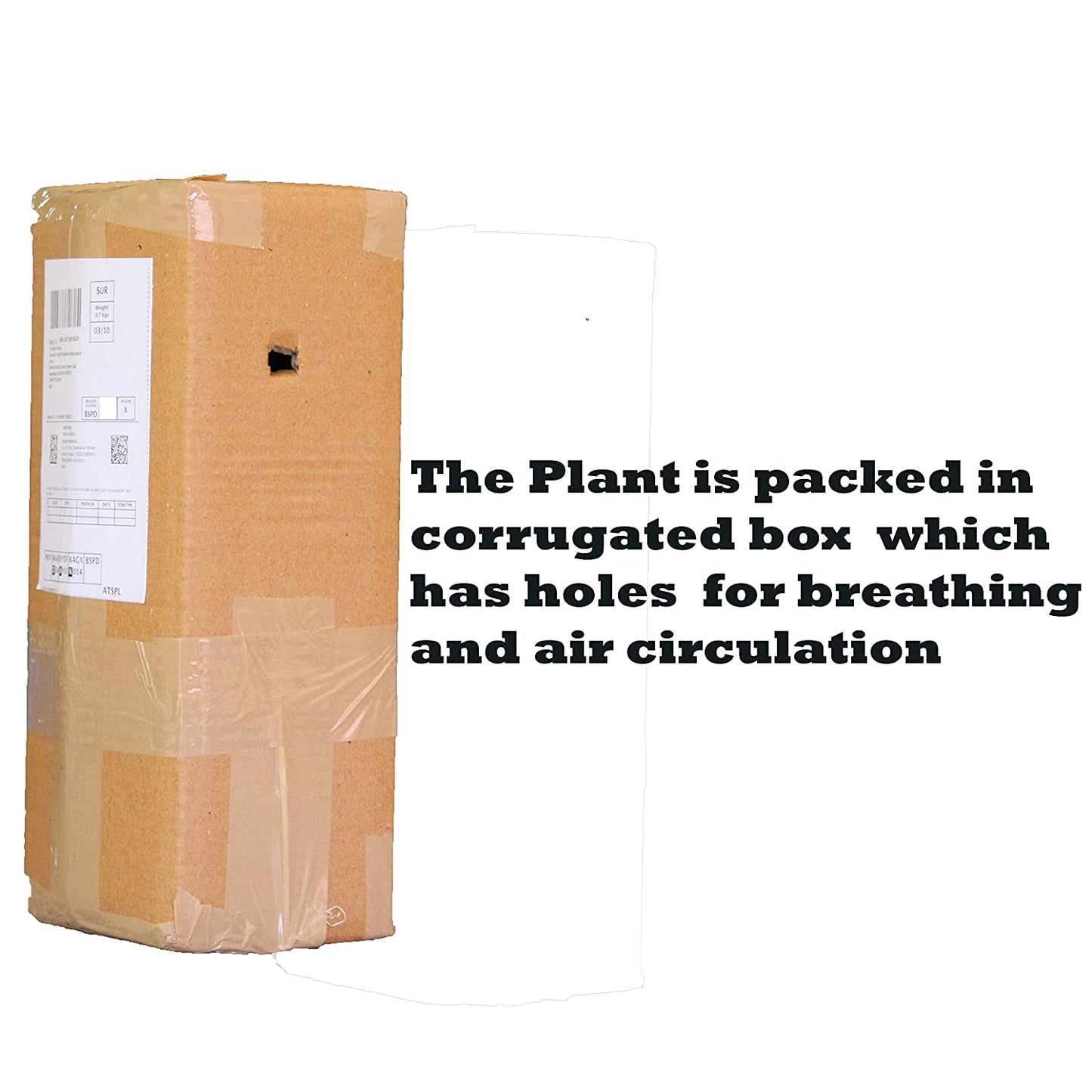 All indoor plants (Jade)