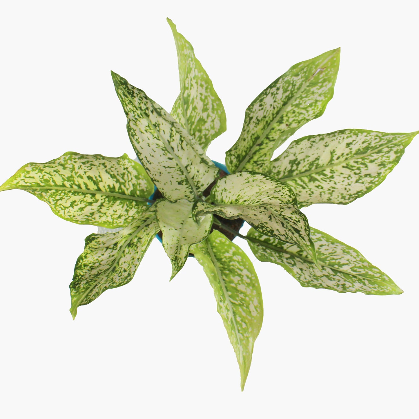 All indoor plants (Aglonema Green)