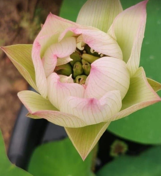 Laung Kanchana Lotus ( code 27 )