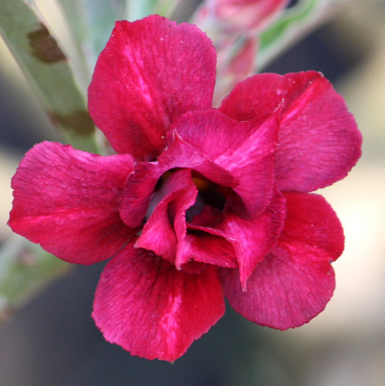 Grafted Adenium Code : 8