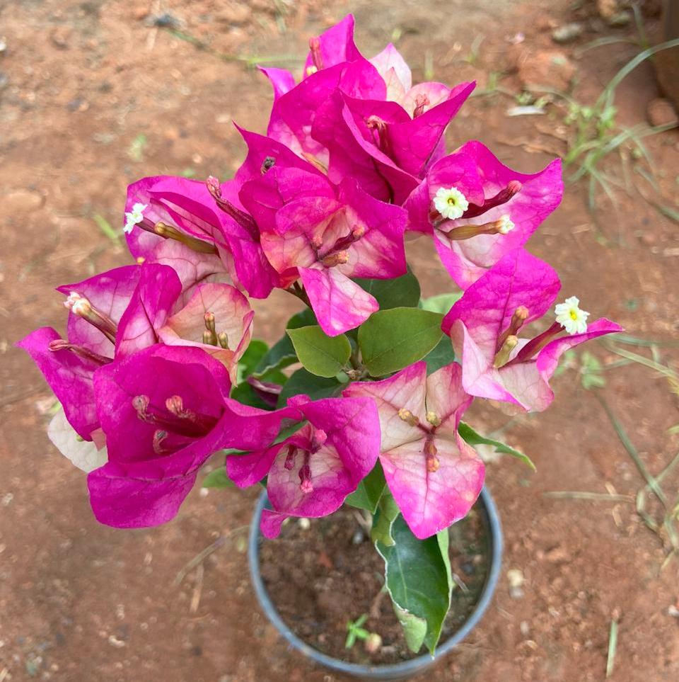 Bougainvillea ( Pink )